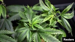 大麻植物