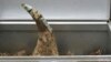 US Charges California Auctioneer with Smuggling Endangered Rhino Horn 
