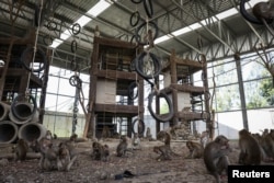 Long-tailed macaques explore a cage built to temporarily detain monkeys captured in Lopburi, Thailand, June 6, 2024.