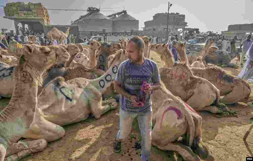 Ayman, who identifies the camels with serial numbers and the names of their buyers, says there are other incentives to not abuse the animals. "Beating cause bruises, and bruises ruin the meat. I want to deliver the best to my clients." (VOA/H. Elrasam)