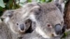 When Aliens Attack: Australia's Native Species Under Threat