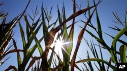 Scientists are working to add nutritional value to maize and other crops. (AP) 