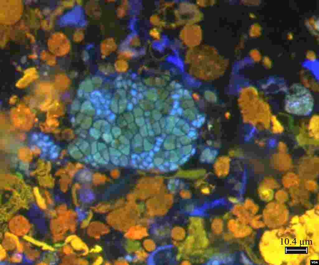 Microscopic image of methane-oxidizing microbes recovered from deep-sea methane seep sediments. Methane-oxidizing Archaea are stained with DNA probe in green, associated symbiotic bacteria are stained in blue. The orange-yellow materials are sediment particles. (S. McGlynn, Caltech)