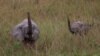 Trade Pacts to Curb Poaching in Africa, US Official Says