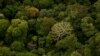 Gabon is one of a few places on Earth where a primary tropical rainforest extends all the way to the beach.