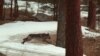 10 Wolves Killed in Northern Idaho to Boost Elk Numbers