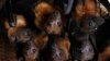 West Africa at Highest Risk of Bat-to-Human Virus Spread, Study Finds