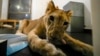 Lion cub evacuated from war-torn Lebanon to South African sanctuary 