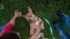 Pet Adoptions, Fosters Skyrocket in US amid Pandemic 