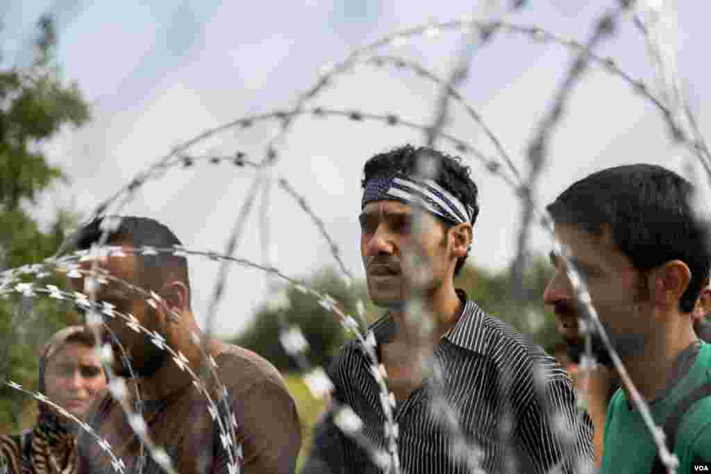 Confusion is rampant among migrants who got to the Hungarian border from Serbia, only to find a four meter high fence blocking their way, Sept. 15, 2015. (A. Tanzeem/VOA)