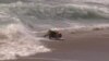 Pooches Hit the Waves at California Surf Dog Competition