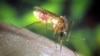 AS Uji Coba Vaksin Baru untuk Virus West Nile