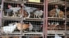 The U.N. Food and Agriculture Organization says besides Zimbabwe, the other countries in the region hit by the avian influenza outbreak are the Democratic Republic of Congo and South Africa.