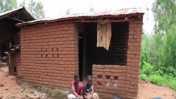 Armyworm Invasion Threatens Malawi's Food Security