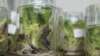 FILE - Lab at the National Agricultural Research Organization grows disease-resistant genetically modified bananas, Uganda, Sept. 13, 2013. (Hilary Heuler for VOA)