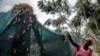 Africa's Locust Outbreak Far From Over 