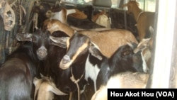 Some of the scores of goats to be distributed to children in Northern Bahr el Ghazal wait inside their transport vehicle.