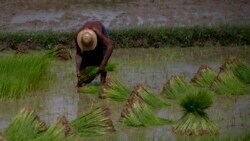 စစ်ကောင်စီလက်အောက် လယ်ယာလုပ်ငန်းဖွံ့ဖြိုးမှု ရပ်ဆိုင်း